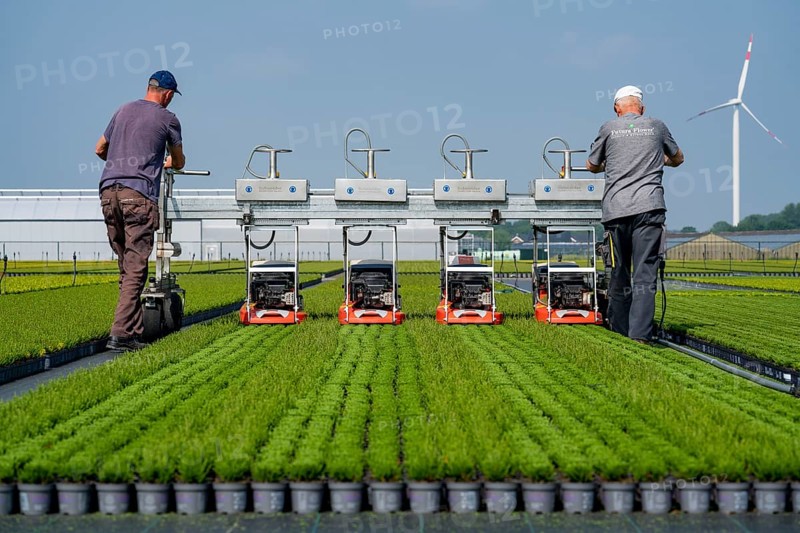 Horticultural business, broom heather plants, in flower pots, outdoors, Calluna vulgaris, are cut back to optimise the flowering behaviour, North Rhine-Westphalia, Germany, Europe