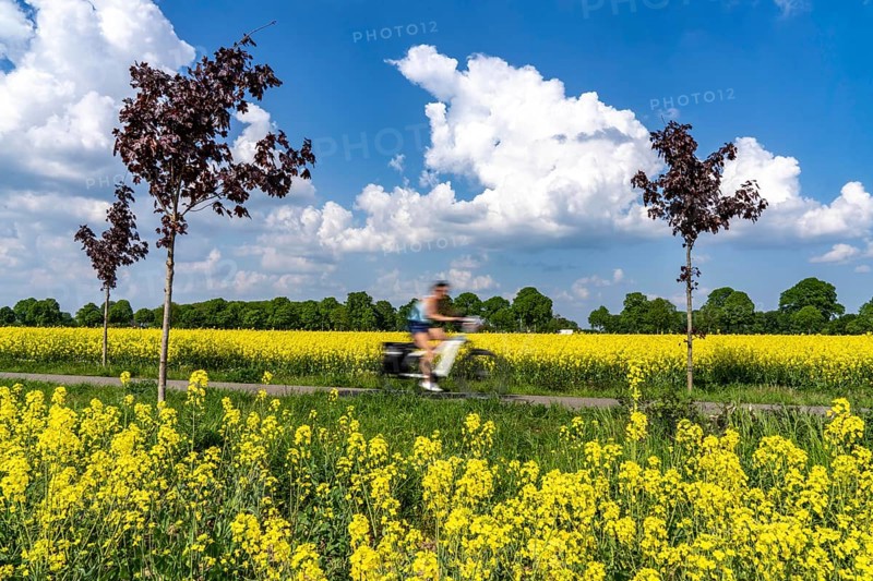The avenue cycle path between Xanten and Marienbaum, Kalkar, on the Lower Rhine, former railway line, now part of a cycle path network, spring, rape field in bloom, Xanten, North Rhine-Westphalia, Germany, Europe