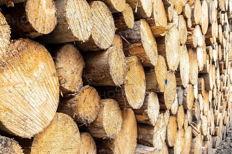 Felled, stacked spruce trunks, forest dieback in the Arnsberg Forest nature park Park, over 70 per cent of the spruce trees are diseased, damaged, mostly by the bark beetle, which was able to spread due to drought and heat, climate change, near Hirschberg, North Rhine-Westphalia, Germany, Europe