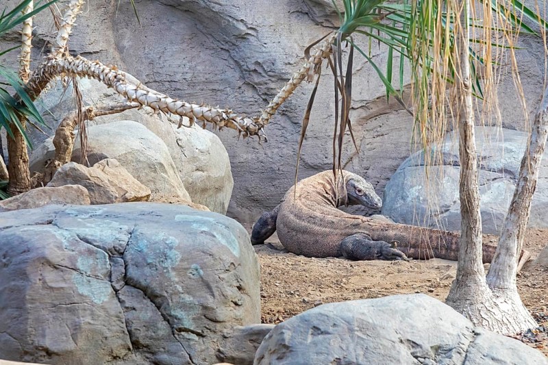 Denver, Colorado, A Komodo dragon (Varanus komodoensis) at the Denver Zoo. The Komodo dragon is the largest lizard in the world, it is native to Indonesia
