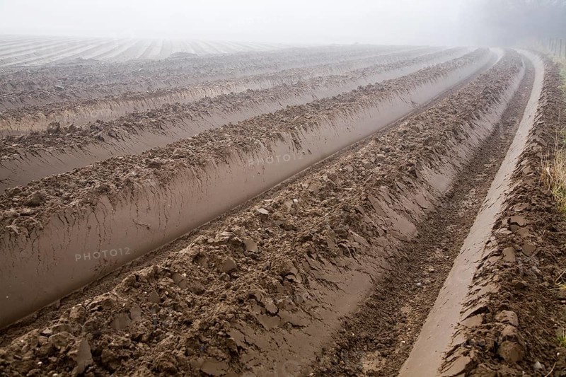 Deep furrows in soil of foggy field being prepared for potato crop, Shottisham, Suffolk, England, United Kingdom, Europe