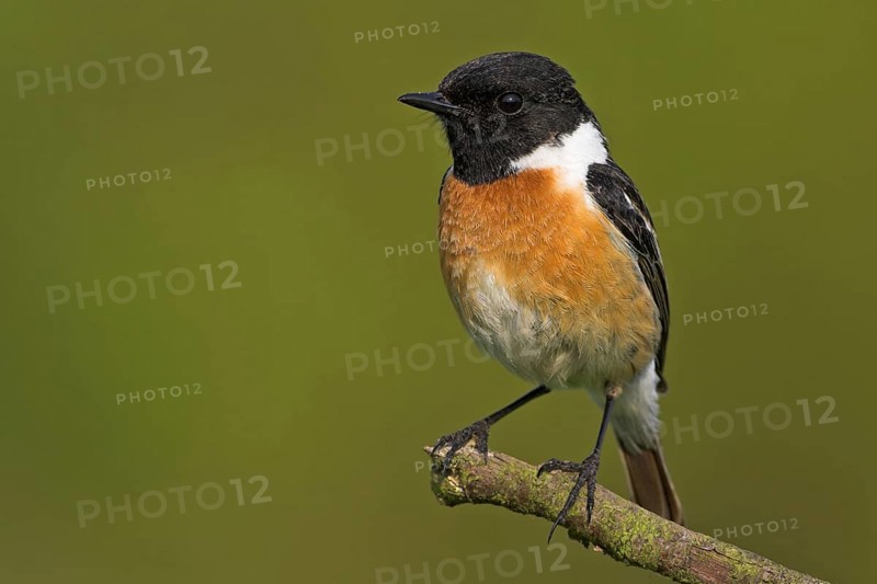 Stonechat, (Saxicola torquata), foraging, male, Bad Dürkheim district, Eich, Rhineland-Palatinate, Germany, Europe