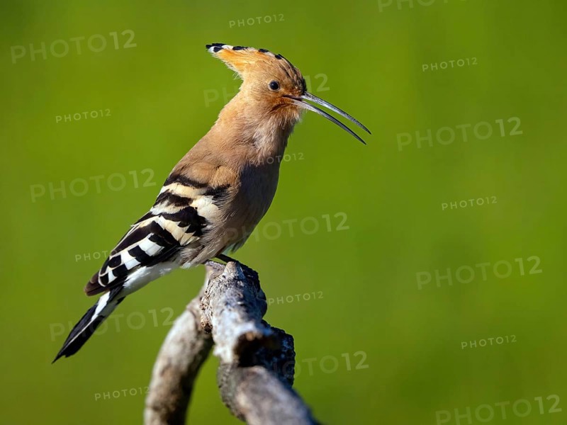 Hoopoe, (Upupa epops), on perch, hoopoe family, formerly raptors, Hides de El Taray / Lesser Kestr, Villafranca de los Caballeros, Castilla La Mancha / Toledo, Spain, Europe