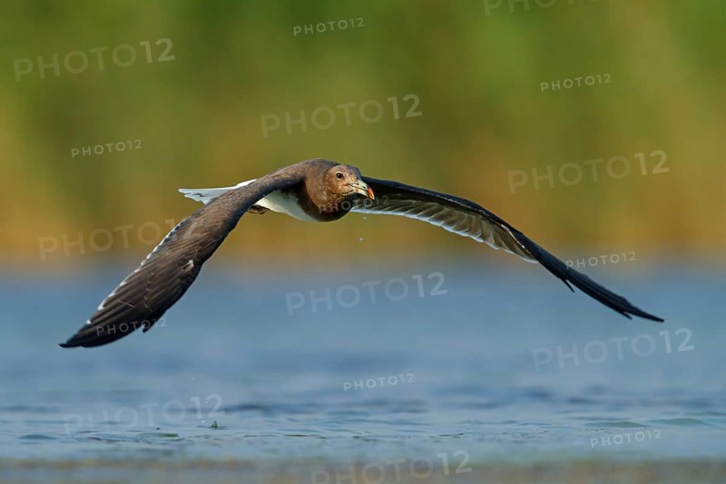 Hemprich's Gull, (Larus hemprichii), medium sized, rusty brown, flight photo, Raysut, Salalah, Dhofar, Oman, Asia