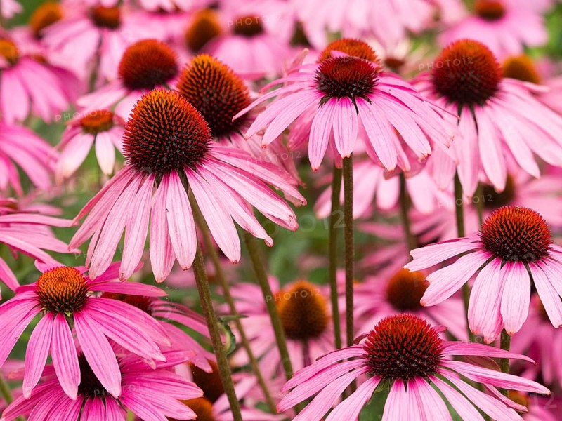 Cluster of pink echinacea flowers with brown centers in a garden setting, purple cone flowers in garden