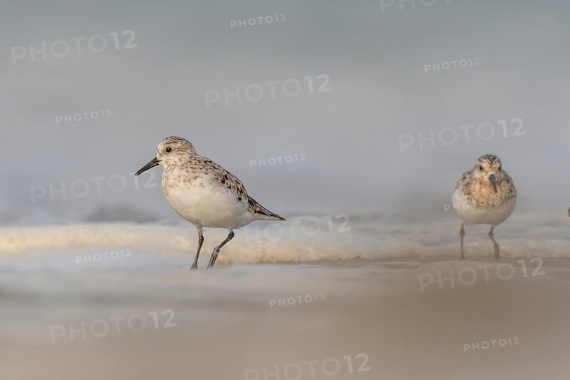 Sanderling (Calidris alba) feeding on a beach. Camaret sur mer, Crozon, Finistere, Brittany, France, Europe