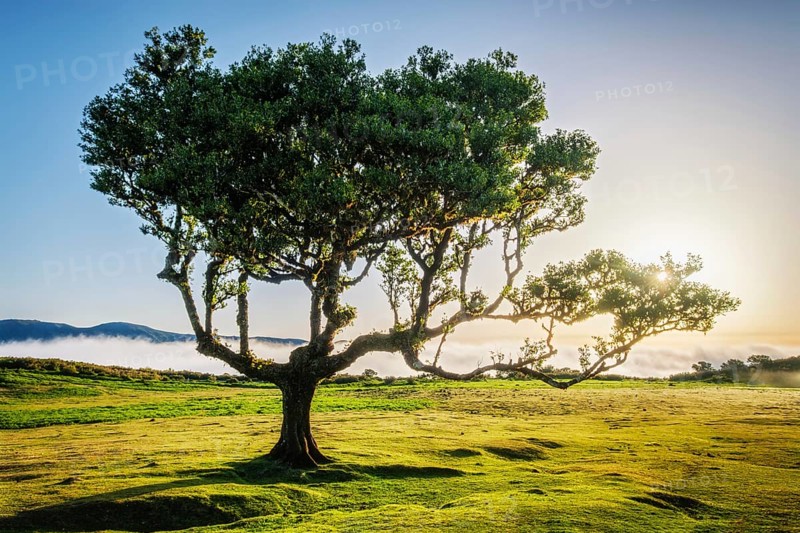 Centuries-old til trees in fantastic magical idyllic Fanal Laurisilva forest on sunset. Madeira island, Portugal, Europe