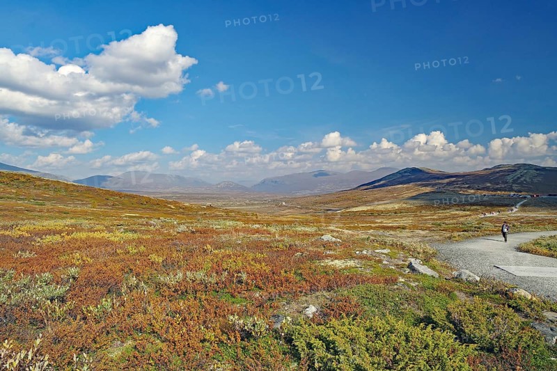 Vast autumnal landscape with a dirt road and distant mountains under a blue sky, hike to Snöhetta viewpoint, reindeer lichen, Dovrefjell-Sunndalsfjella National Park, Norway, Europe
