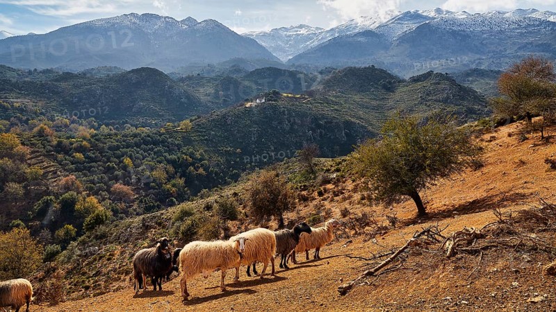 A flock of sheep passes through a rural mountain landscape with green hills and snow-capped mountains in the background, Lefka Ori, White Mountains, mountain massif, west, Crete, Greece, Europe