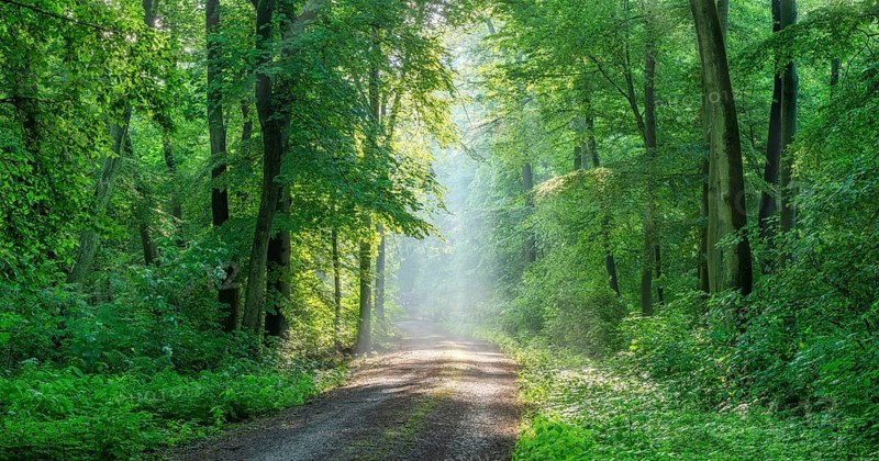 Hiking trail through light-flooded beech forest, sunbeams break through morning mist, Freyburg (Unstru), Saxony-Anhalt, Germany, Europe