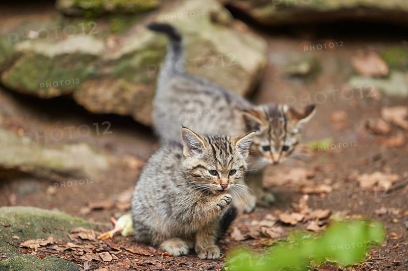 Close-up of European wildcat (Felis silvestris silvestris) kitten in spring in the bavarian forest