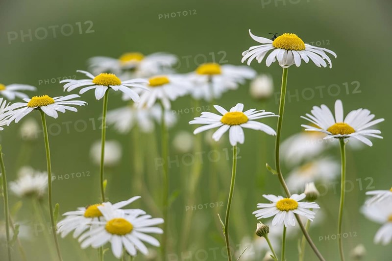 Ox-eye daisy (Leucanthemum vulgare), Emsland, Lower Saxony, Germany, Europe