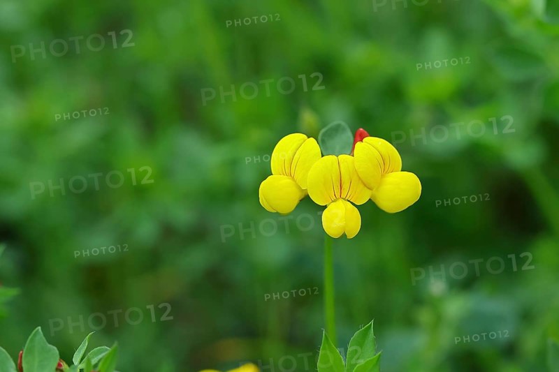 Bird's-foot Trefoil, Bird's-foot Trefoil (Lotus corniculatus), yellow flower in a meadow, Wilnsdorf, North Rhine-Westphalia, Germany, Europe