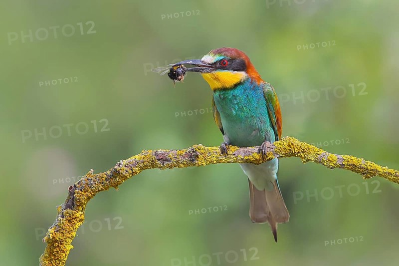 European bee-eater (Merops apiaster), adult bird with bumblebee in beak, wildlife, animals, birds, Nickelsdorf, Lake Neusiedl National Park, Burgenland, Austria, Europe