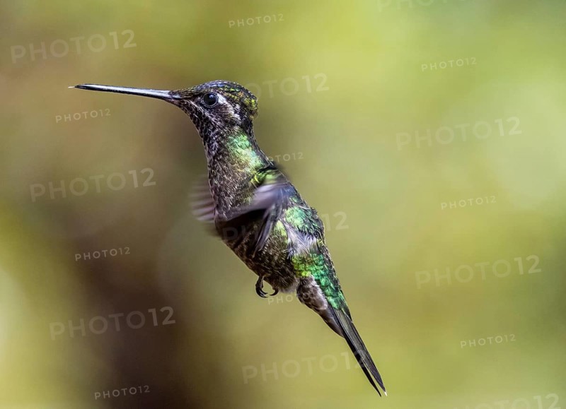 Violet-crowned Brilliant Hummingbird (Eugenes fulgens syn. Eugenes spectabilis) in flight, Los Quetzales National Park, Costa Rica, Central America
