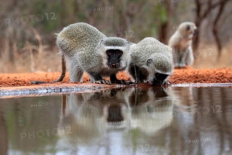 Vervet Monkey (Chlorocebus pygerythrus), adult, two animals, drinking, at the water, Kruger National Park, Kruger National Park, Kruger National Park South Africa