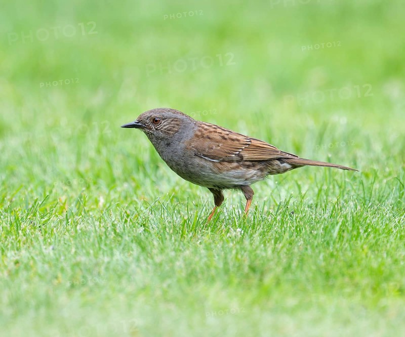 Dunnock (Prunella modularis) adult bird foraging on a lawn, Lower Saxony, Germany, Europe