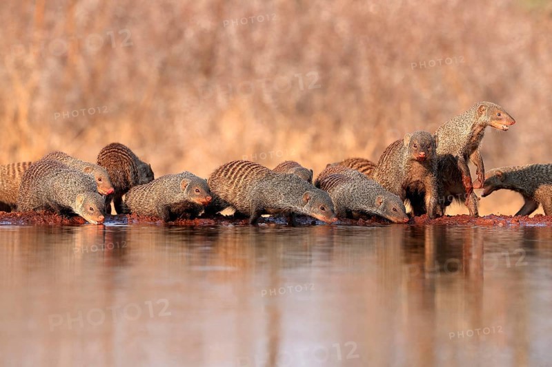 Zebra mongoose (Mungos mungo), adult, group, at the water, drinking, Kruger National Park, Kruger National Park, Kruger National Park South Africa