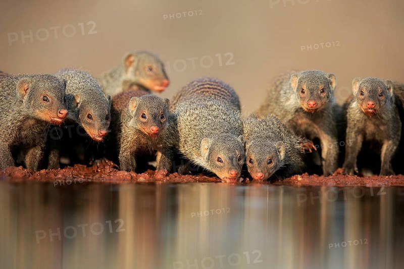 Zebra mongoose (Mungos mungo), adult, group, at the water, drinking, Kruger National Park, Kruger National Park, Kruger National Park South Africa