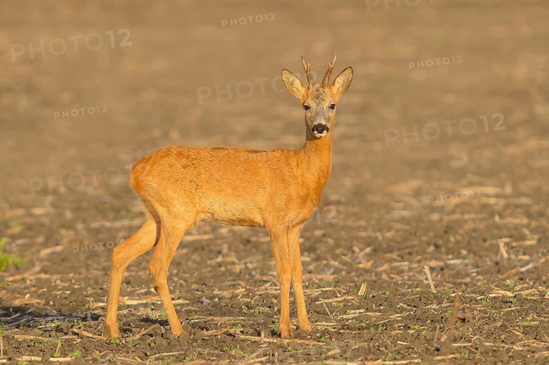 European roe deer (Capreolus capreolus), roebuck standing in a field after the rutting season, wildlife, morning light, roe deer, mammal, Baltic Sea island Fehmarn, East Holstein, Schleswig-Holstein, Germany, Europe