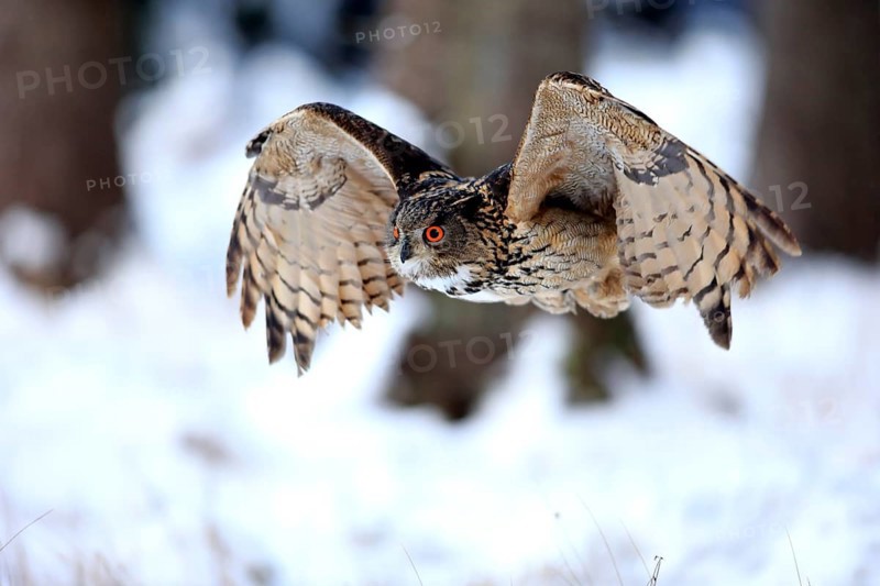 Eurasian Eagle-owl (Bubo bubo), adult flying in winter, in the snow, Zdarske Vrchy, Bohemian-Moravian Highlands, Czech Republic, Europe