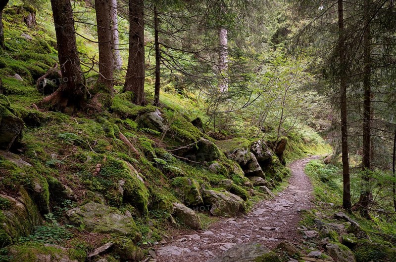 Taser Höhenweg, forest, Scena, Scena, South Tyrol, Autonomous Province of Bolzano, Italy, Europe