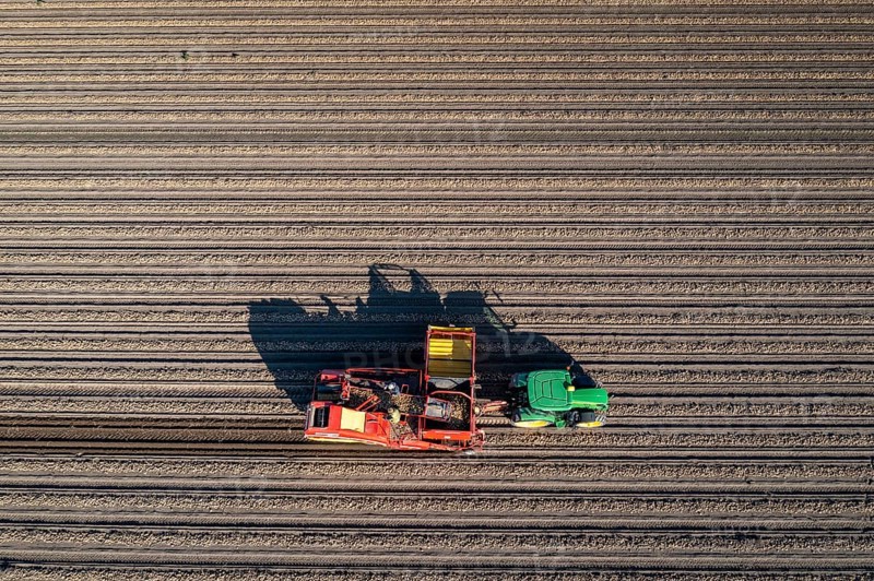 Potato harvesting, so-called split harvesting method, first the tubers are taken out of the ground with a row planter, then, after a short drying phase, collected with a bunker harvester and loaded, North Rhine-Westphalia, Germany, Europe