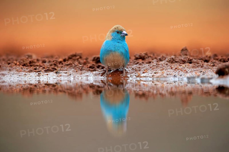Blue waxbill (Uraeginthus angolensis), Angola butterfly finch, adult, at the water, Kruger National Park, Kruger National Park, Krugerpark, South Africa, Africa
