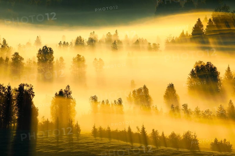 Fog and forest at the Rothenthurm high moor, Canton Schwyz, Switzerland, Europe