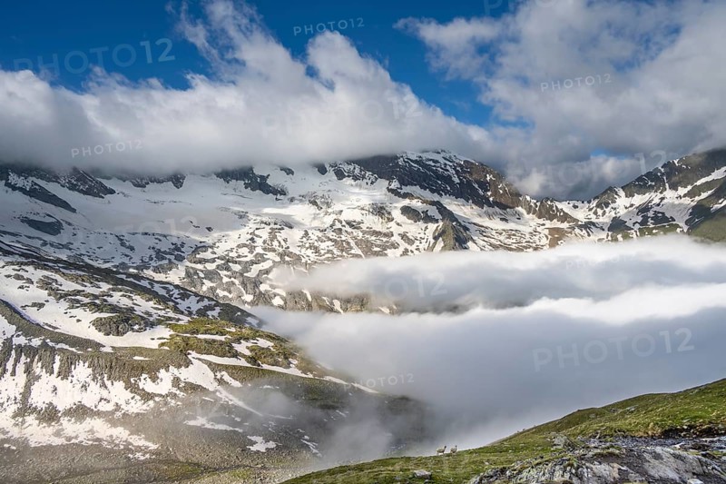 Two sheep on a mountain meadow in front of a mountain landscape, high fog in the valley, behind mountain peak Dosso Largo and glacier Schlegeiskees, Berliner Höhenweg, Zillertal Alps, Tyrol, Austria, Europe