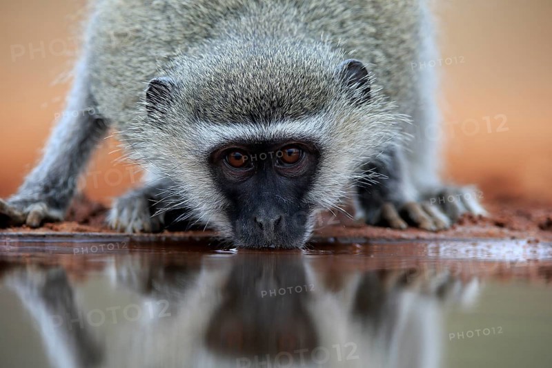 Vervet Monkey (Chlorocebus pygerythrus), adult, drinking, portrait, at the water, Kruger National Park, Kruger National Park, Kruger National Park South Africa