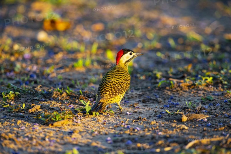 Green-banded Woodpecker (Colaptes melanochlorus) Pantanal Brazil
