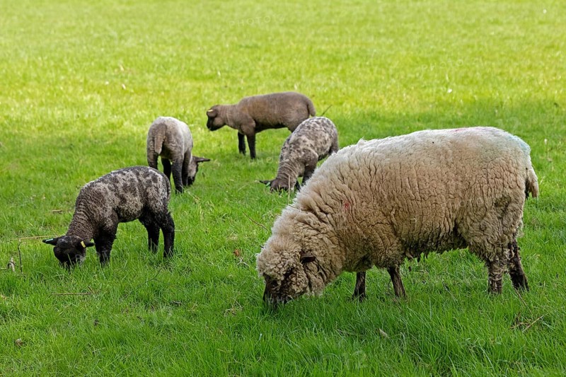 Sheep and lambs on pasture, Shottery, Stratford-upon-Avon, Warwickshire, England, Great Britain