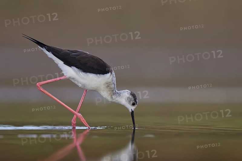 Black-winged Stilt (Himantopus himantopus) female foraging, North Rhine-Westphalia, Germany, Europe