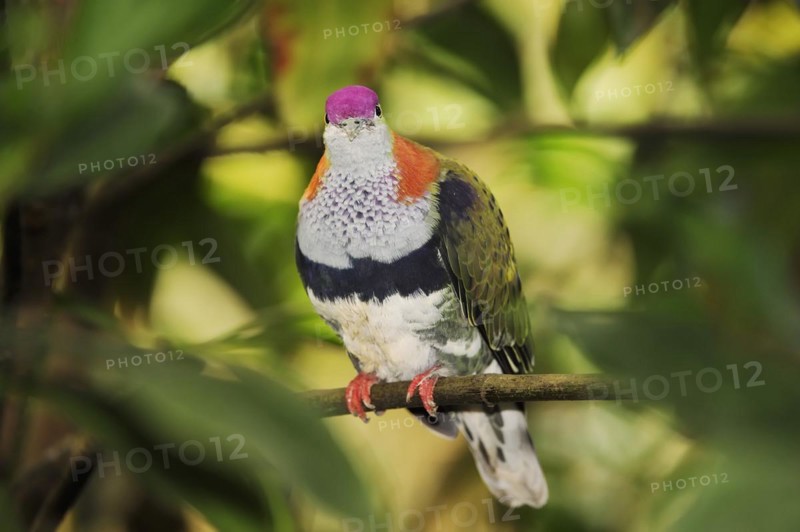 Superb fruit dove (Ptilinopus superbus), male, captive, occurring in Asia and Australia