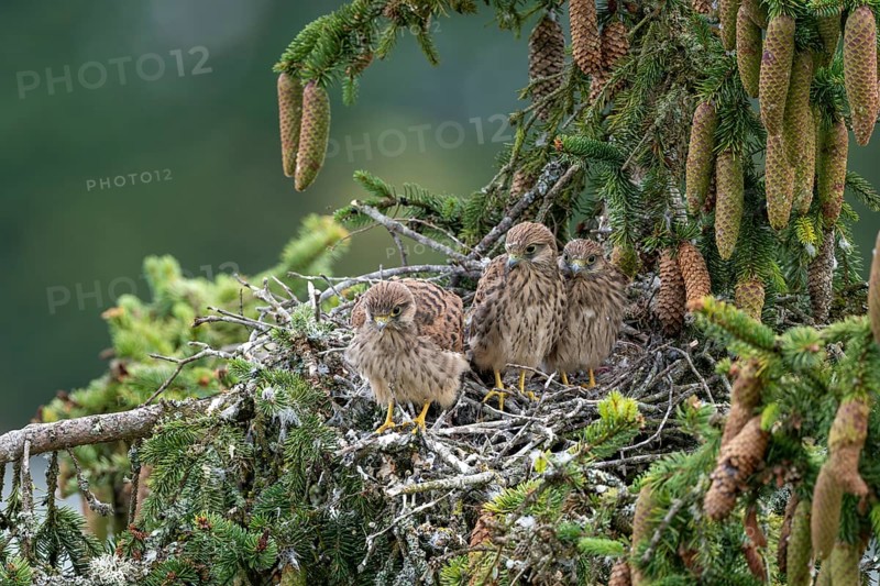 Common kestrel (Falco tinnunculus), young birds not yet ready to fly in the nest, Rhineland-Palatinate, Germany, Europe