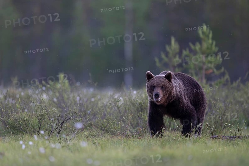 Brown bear (Ursus arctos) in the Finnish taiga, Kuusamo, Finland, Europe