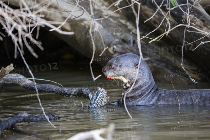 Giant otter (Pteronura brasiliensis) Pantanal Brazil