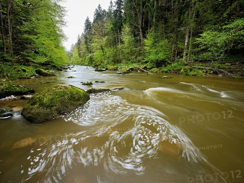 European beech trees shedding leaves, in the foreground moss-covered stones on the river Sihl, Sihlsprung, Menzingen, Canton Zug, Switzerland, Europe