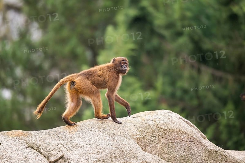Gelada (Theropithecus gelada) walking on a rock, captive, Germany, Europe