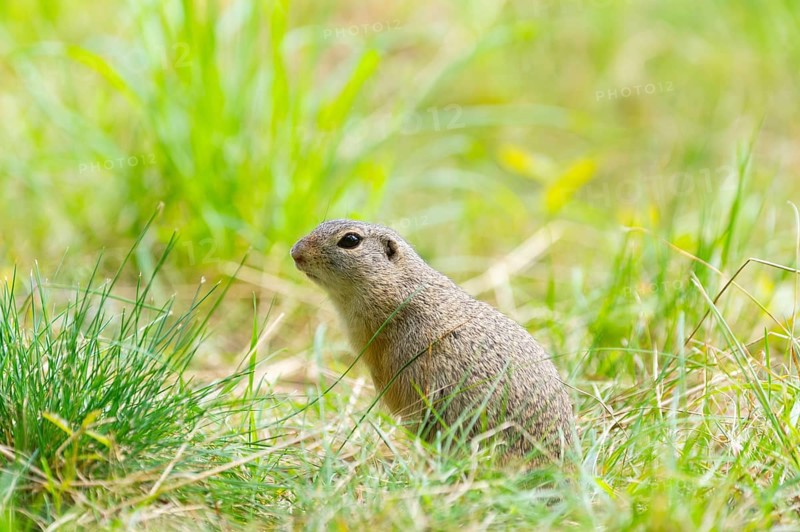 European ground squirrel (Spermophilus citellus) on a meadwo, Bavaria, Germany, Europe