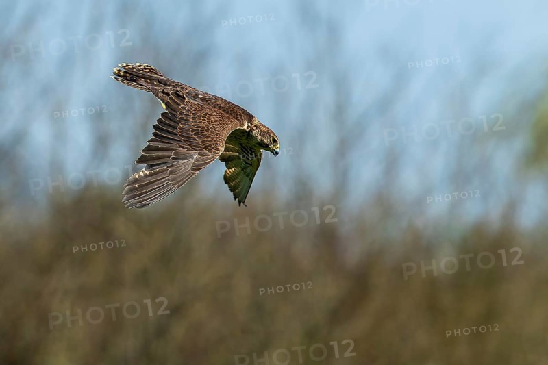 A bird of prey in flight against a blurred background with trees and blue sky, Saker falcon, (Falco cherrug), Germany, Europe