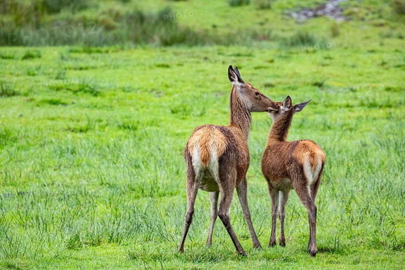 Red deer (Cervus elaphus) cow with calf captive Germany