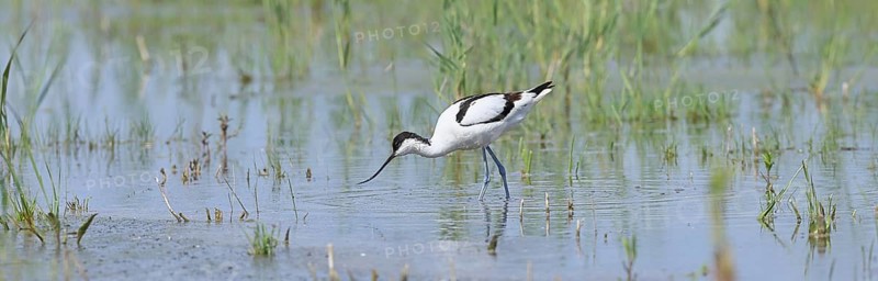 Avocet (Recurvirostra avosetta), adult wader feeding in the shallow water of the lake shore zone, wildlife, Lake Neusiedl-Seewinkel National Park, Burgenland, Austria, Europe