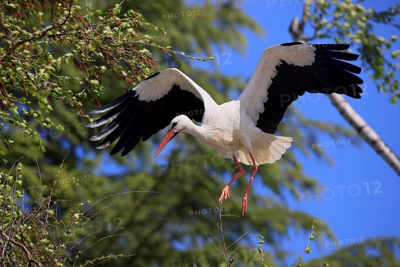 White stork, (Ciconia ciconia), White stork landing in a tree, Baden-Württemberg, Germany, Europe