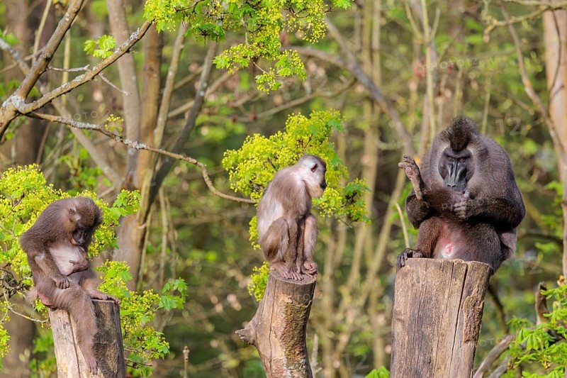 Three Drills (Mandrillus leucophaeus), a male and two females, sit high up on the three stumps of a cut tree and enjoy the early sunlight. A green forest can be seen in the background