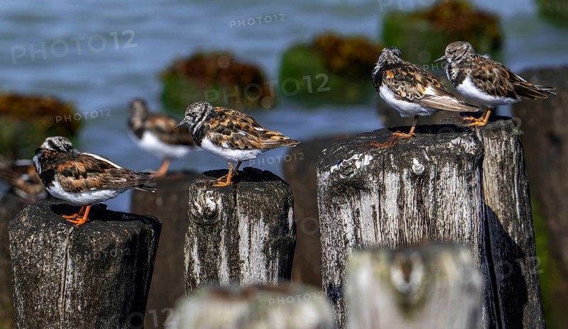 Ruddy turnstones (Arenaria interpres) in breeding plumage resting on wooden breakwater used as high tide refuge during high water in summer