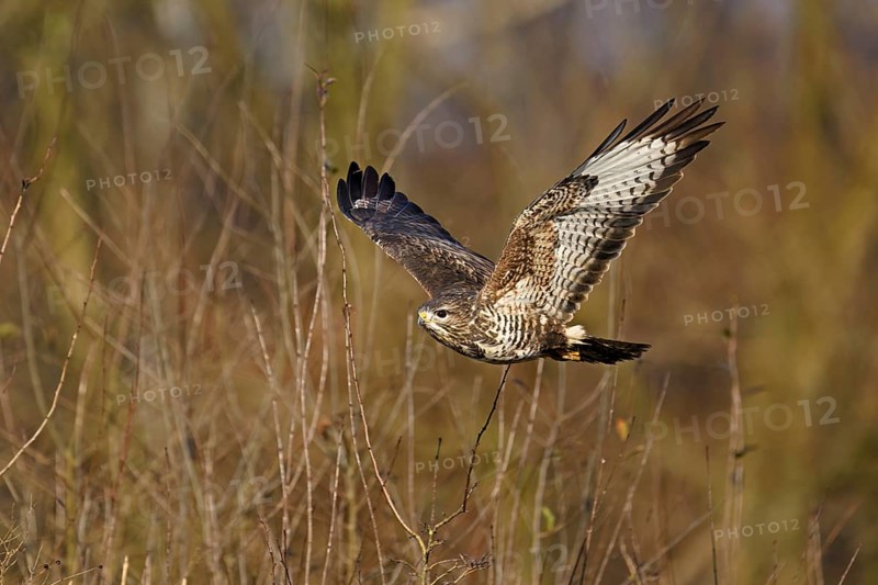 Common buzzard (Buteo buteo), in flight, Switzerland, Europe
