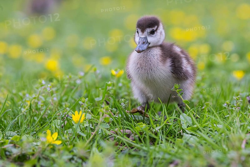Chicks of the Nile Goose (Alopochen aegyptiaca) freshly hatched, park in spring with spring flowers. Baden-Württemberg, Germany, Europe