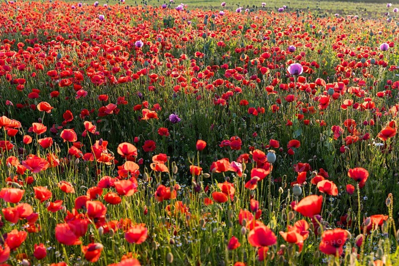 Single flowers of the blue poppy (Papaver somniferum), in a field with corn poppy (Papaver rhoeas), Callenberg, Saxony, Germany, Europe